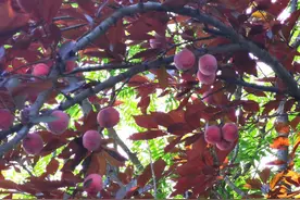 景观树紫叶李挂果引路人采摘 提醒：虽无毒但不建议采食图片