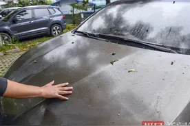 “破案”啦！车停树下遭泼“油”，原是蚜虫作的案图片