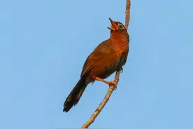 守护蓝天使者，鸟类歌唱家┃“国宝”精灵画眉鸟图片