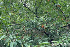 五月初雨，泰安徂徕土门樱桃市场好不热闹图片