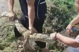 四川宜宾6条“出逃”鳄鱼已找回5条，主人：买来为了食用，无养殖证件图片