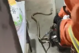 杭州早餐店老板一进厨房就被吓懵：两条大蛇正缠在一起图片