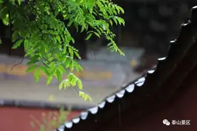 雨中岱庙：绿荫幽草胜花时图片