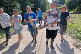 宜宾6条失踪鳄鱼全找回：最远的仅出逃五六百米 最后落网的一条嘴巴仍被捆图片