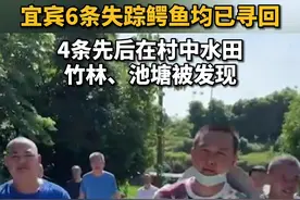 四川宜宾养殖户6条失踪鳄鱼均已寻回，此前网传鳄鱼逃至金沙江图片