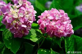 涪陵万余株绣球花盛开图片