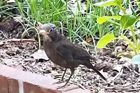 小院常落乌鸫鸟图片