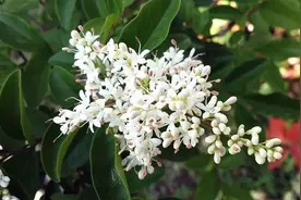 他们高三的最后回忆，是与老师们共住的温情，和女贞花香……图片