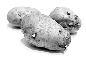 发芽的马铃薯真的不能随便吃图片