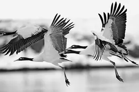 野生动物，它们也在守护人类图片