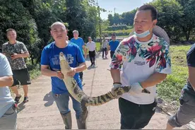 宜宾鳄鱼逃逸事件追踪：吃“烧烤鳄鱼”？主人可能还面临处罚图片