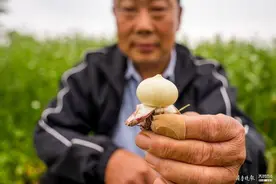 独头蒜选育成功填补北方空白，金乡大蒜再添新成员图片