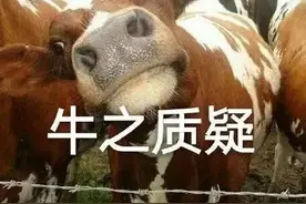 两老人“斥巨资”给牛做“亲子鉴定”图片