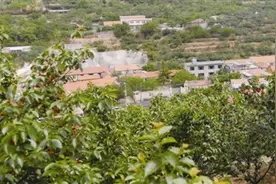 “乡”约好风光，满山樱桃等你摘！青岛这里的20余万棵樱桃成熟了图片