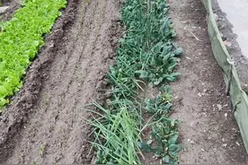 一菜一叶总关情图片