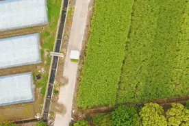 一边坐着吃瓜，一边遥控种地！杭州80后男子回乡种田成高层次人才图片