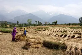 印度宣布：禁止小麦出口图片