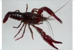 日本立法禁售小龙虾“小龙虾自由”没实现，小龙虾先自由了？图片