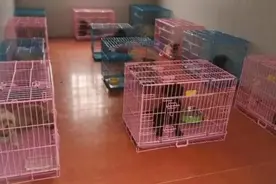 铲屎官隔离，宠物咋办？这里建起了“宠物方舱”图片