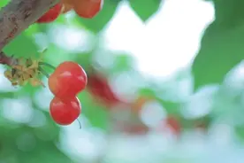 建德：车厘子挂满枝头 又大又甜 喊你来采摘