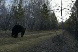 黑龙江此地发现“熊出没”图片