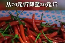 连续四周降价，辣椒最低“个位数”图片