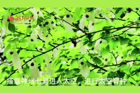 珙桐花开，“白鸽”蹁跹而来图片