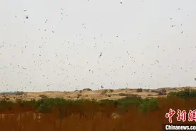 新疆塔克拉玛干沙漠边缘现奇观：上千只燕子展翅呢喃图片