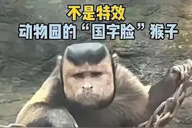 不是特效！浙江这只猴子突然爆红，网友：略显成熟稳重图片