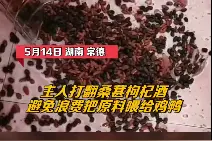 鸡鸭吃泡酒桑葚醉死，主人：含泪干3碗，虽然愧疚但确实很美味图片