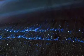 天津东疆港附近出现绝美“蓝眼泪”