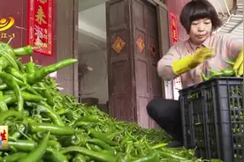 阳西：辣椒收购进入尾声 价格一路下滑图片