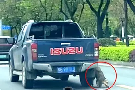 一条狗在马路上被车拖行！啥？这是“虐狗”还是“遛狗”？都不是图片