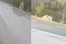 吉林延边一司机路遇老虎追车吓得加速逃离：突然蹿出来，挺吓人的视频封面