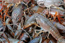 深夜钓龙虾？成都人又有“新玩法”图片