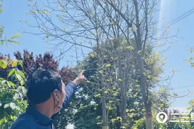 “高压线横跨树木上方，受损50多万谁来管”电力部门：符合净空距离标准图片