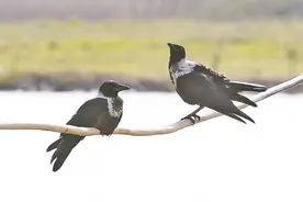 白颈乌鸦“相约”练江河图片