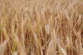 收麦子喽！第一站，湖北钟祥！（附直播预约）图片