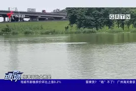 顺德：疑似发现中华白海豚 渔政大队正在密切监测