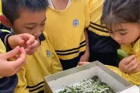 春蚕宝宝，宝宝的春蚕--记儿子第一次养蚕图片