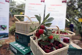 温州本地杨梅来了！茶山丁岙梅开摘图片