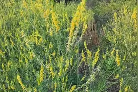 你知道草木犀、芸香、芸香吏之间的关系吗？图片