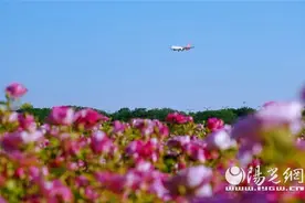 周末，坐公交 约一场花海之旅图片