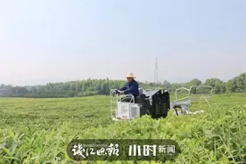 ​一天采3万斤茶叶，每斤采摘成本只要5分钱！金华这个“采茶师傅”真不一般图片
