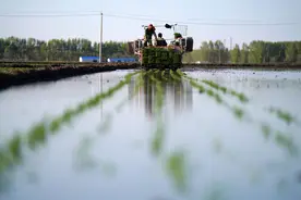 北大荒4525.7万亩粮食作物播种全部完成图片