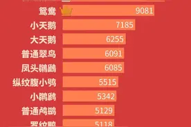 重 磅 |“首都市民最喜爱的鸟”月度排名来啦！图片