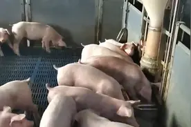 上海嘉定猪场封闭生产保供应 月均出栏2100头生猪图片