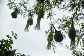 动物界最优秀的纺织工！这样的鸟窝你见过吗？图片