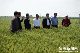 今年宝鸡夏粮长势喜人、丰收在望图片