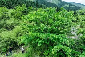 全球仅存的9株野生绒毛皂荚进入盛花期图片